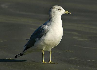 gull7.jpg