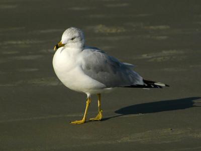 gull8.jpg