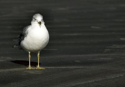 I Stand Alone.jpg