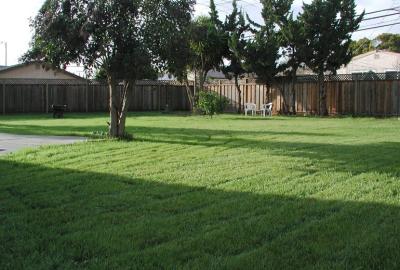 Backyard - first winter grass