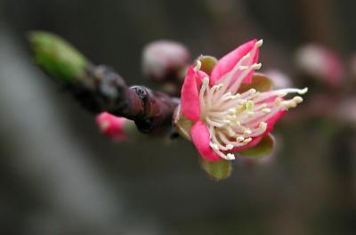 Spring flower on a peach tree