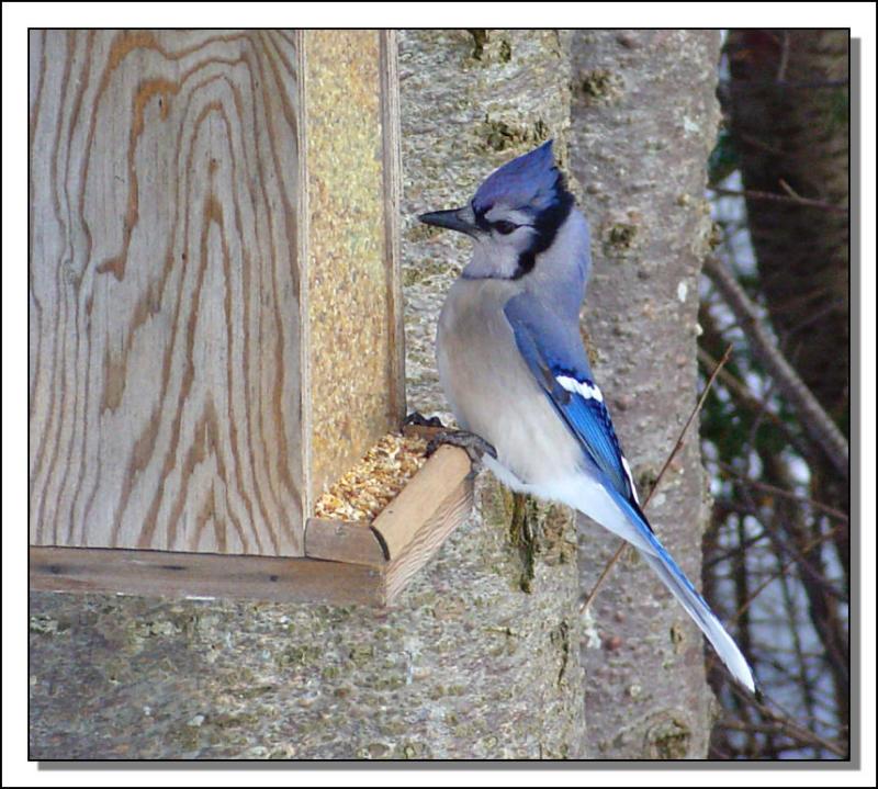 Bluejay on the small-bird feeder