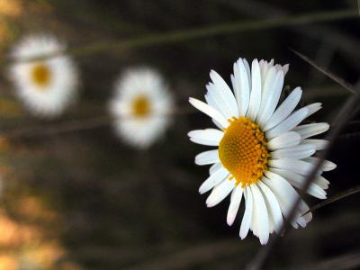 Southern Daisy