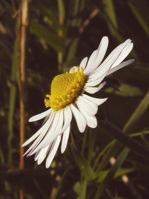 Southern Daisy