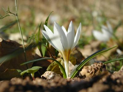 Winter Crocus