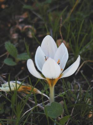 Winter Crocus