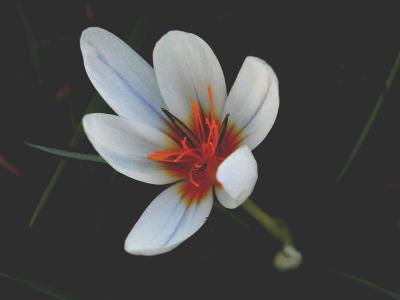 Winter Crocus