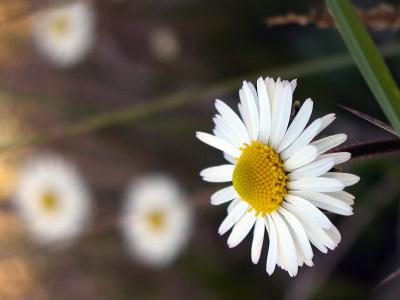 Southern Daisy