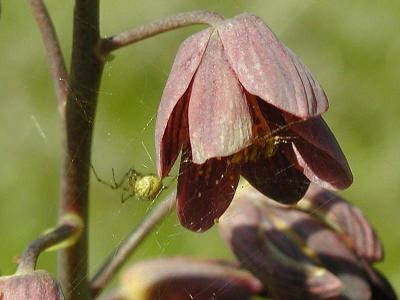 Persian Fritillary