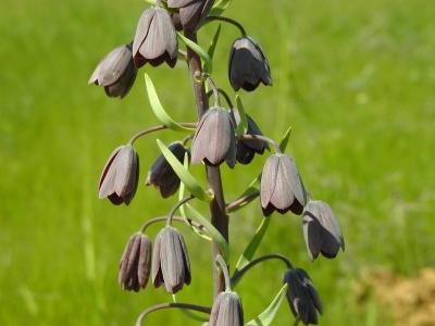 Persian Fritillary