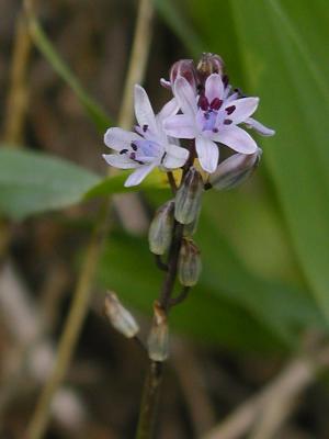 Autumnal Squill