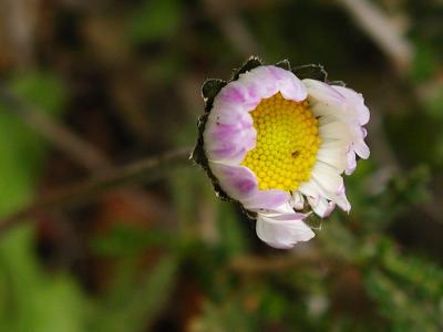 Southern Daisy