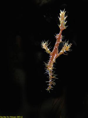 Ghost pipe fish