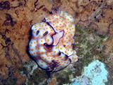 Cute Risbecia Nudibranch