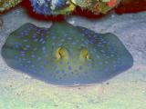 Blue Spotted Stingray