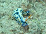 Hypselodoris Infucata Nudibranch