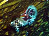 Christmass Tree Worm