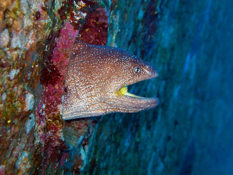 Yellow Mouth Moray