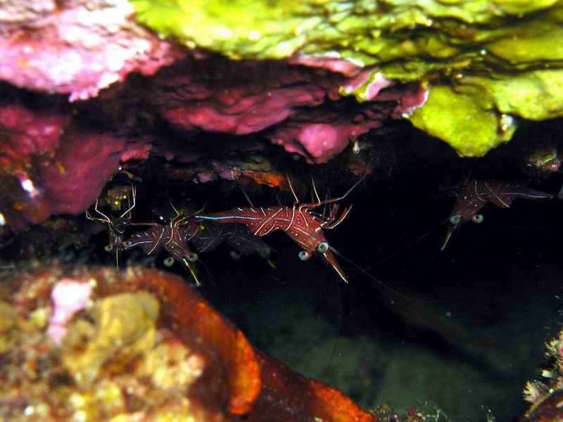 Durban Dancing Shrimp