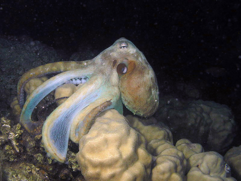 Octopus cyaneus