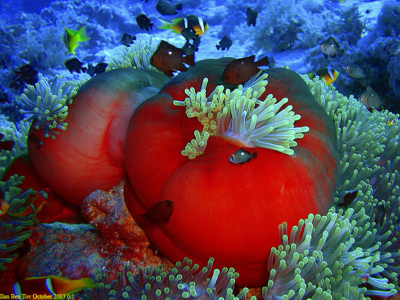 2 anemones getting closed for the night