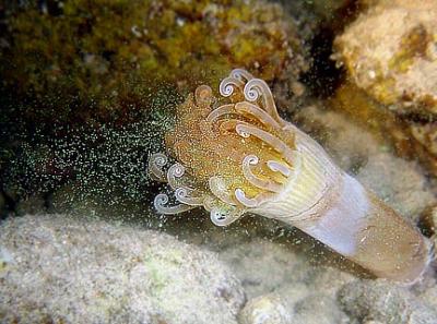 Tube - Dwelling Anemone  Arachnanthus nocturnus