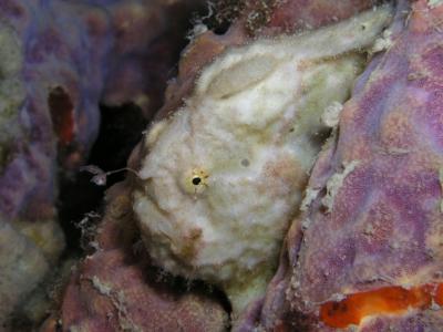 White Frogfish