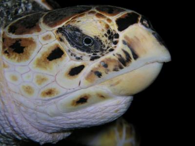 Huge Hawksbill Town Pier