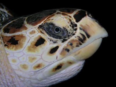 Huge Hawksbill Turtle Town Pier