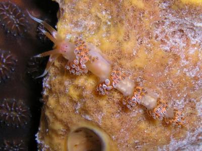 Long Horn Nudibranch Austraeolis catina