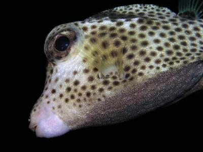 Spotted Trunkfish