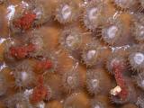 Coral Larvae