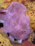 Tiny Lavender  Frogfish