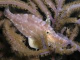 Slender Filefish