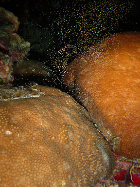 starlet coral , the coral on the left was releasing eggs while the one on the right was releasing sperm