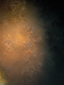 Great Star Coral  Montastrea cavernosa