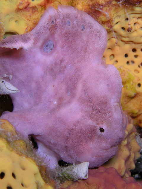 Tiny Lavender  Frogfish