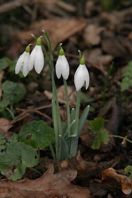 Early Snowdrops