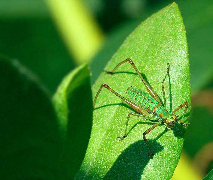Juvenile Grasshopper I