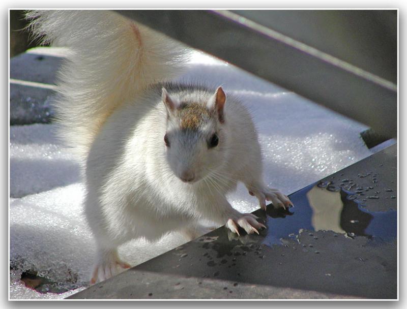Thirsty Squirrel