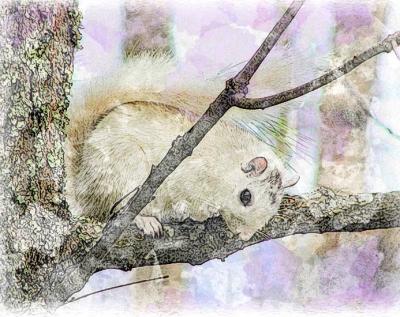 InstaSketch White Squirrel