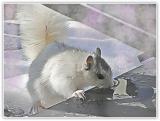 Mike Finns Easy-Draw action Thirsty White Squirrel