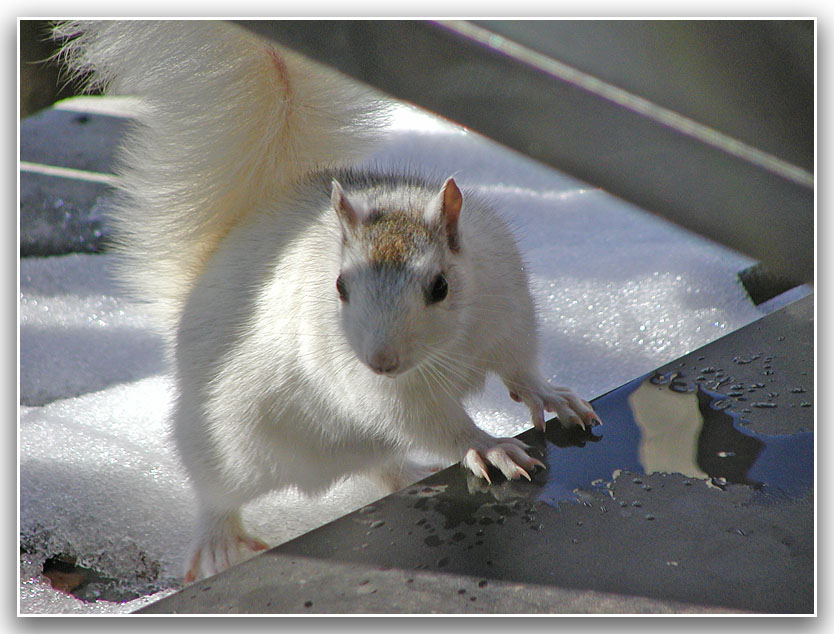 Thirsty Squirrel