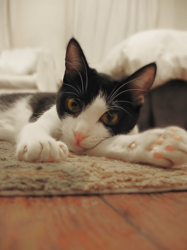 Cute Cat