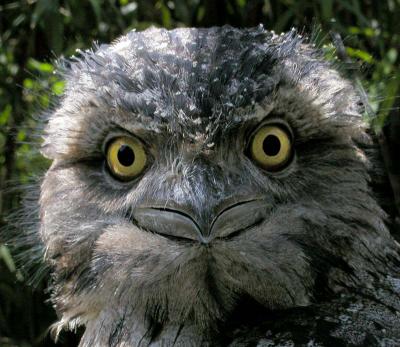 Owl7 copy.jpg