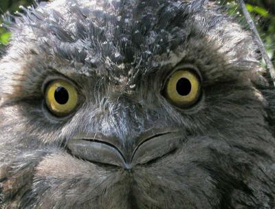 Owl with Attitude.jpg