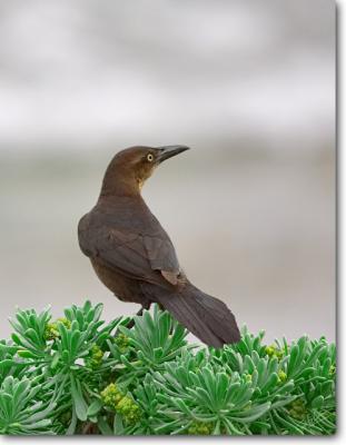 Boat-tailed Grackle