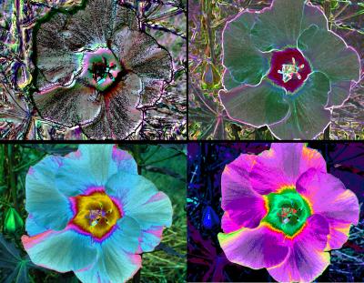 I love these filters and what they can do to my flower garden!