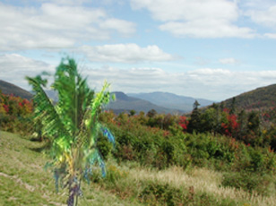 NH+BelizeTreez