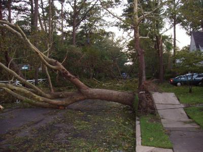 A downed tree in front of Sid and Pam Kitterman's house in Norfolk, VA during Hurricane Isabel